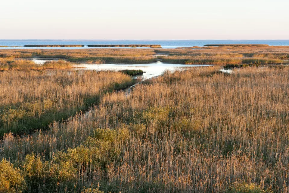 Hautes herbes de marais bordant une étendue d'eau calme sous un ciel clair