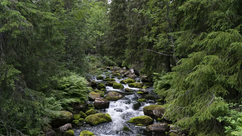 Ruisseau coulant entre les arbres d'une forêt